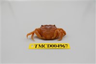 藏品(平背蜞)的圖片